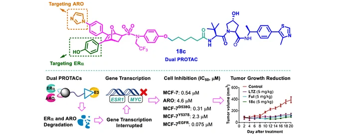 Discovery of Novel ERα and Aromatase Dual-Targeting PROTAC Degraders to Overcome Endocrine-Resistant Breast Cancer