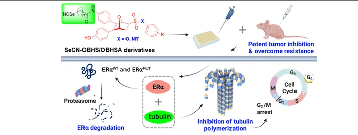 Identification of Novel Dual-Target Estrogen Receptor α Degraders with Tubulin Inhibitory Activity for the Treatment of Endocrine-Resistant Breast Cancer